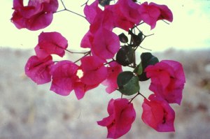 Bougainvillea.