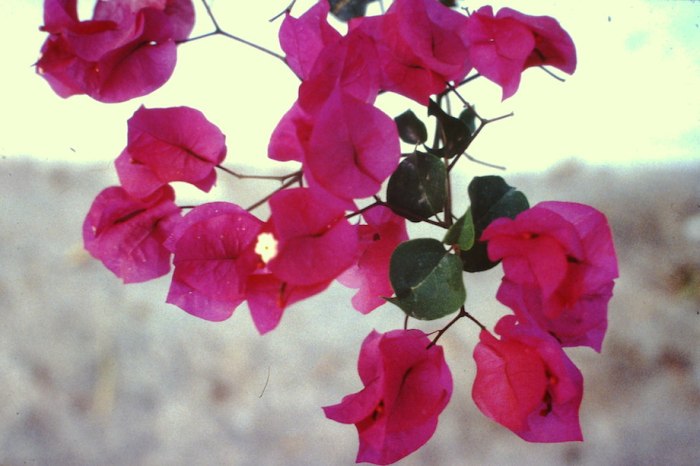 Bougainvillea
