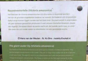 Reuzenwaterlelie