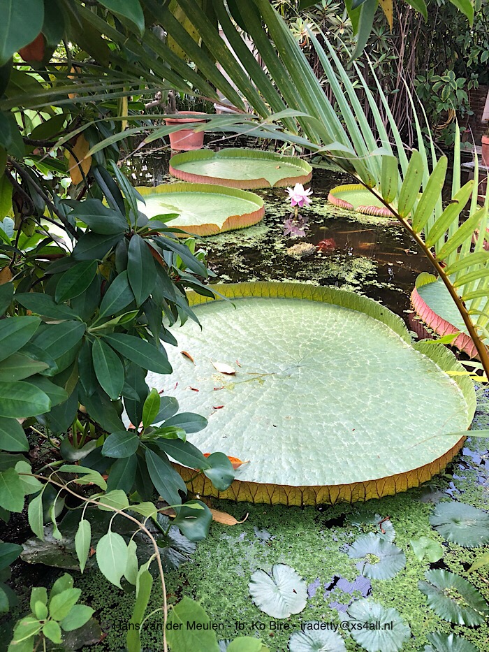 Victoria amazonica