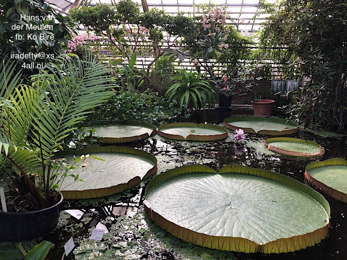 Victoria amazonica