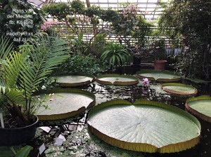 Victoria amazonica