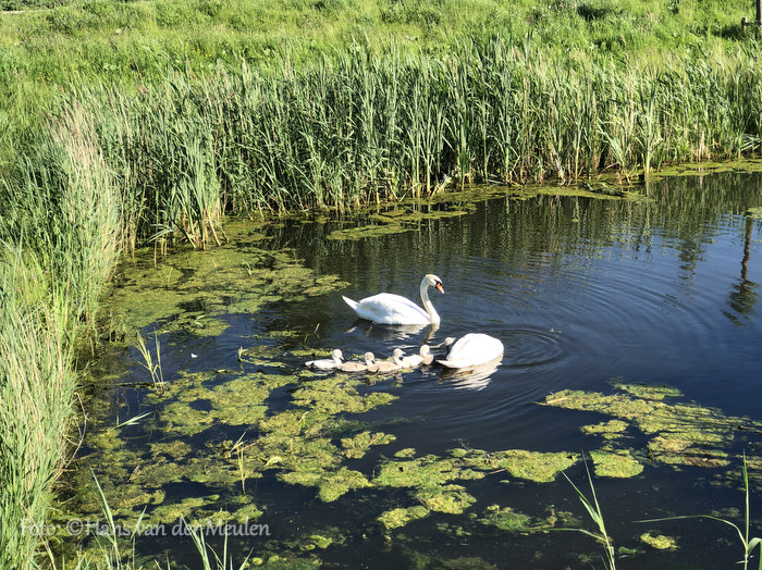 Zoeterwoude Rijndijk